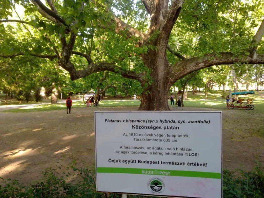 Платан медицинский центр