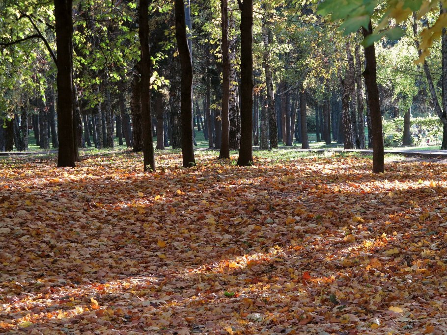 Г Севастополь район шелковицы
