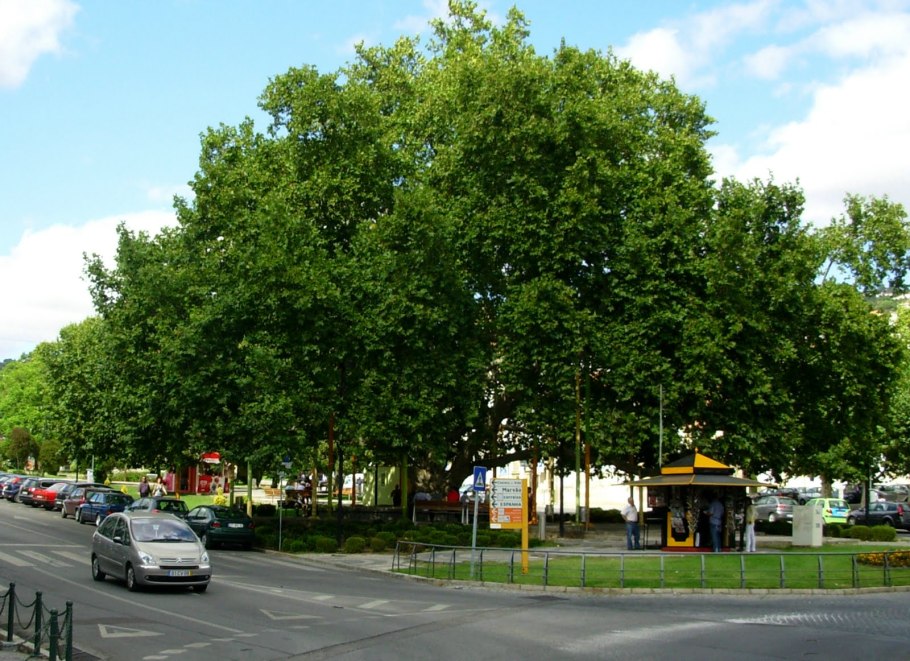 Охраняющие деревья Эстонии