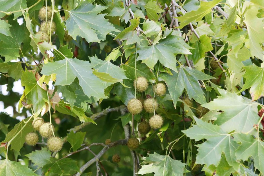 Ясень великан Брянск