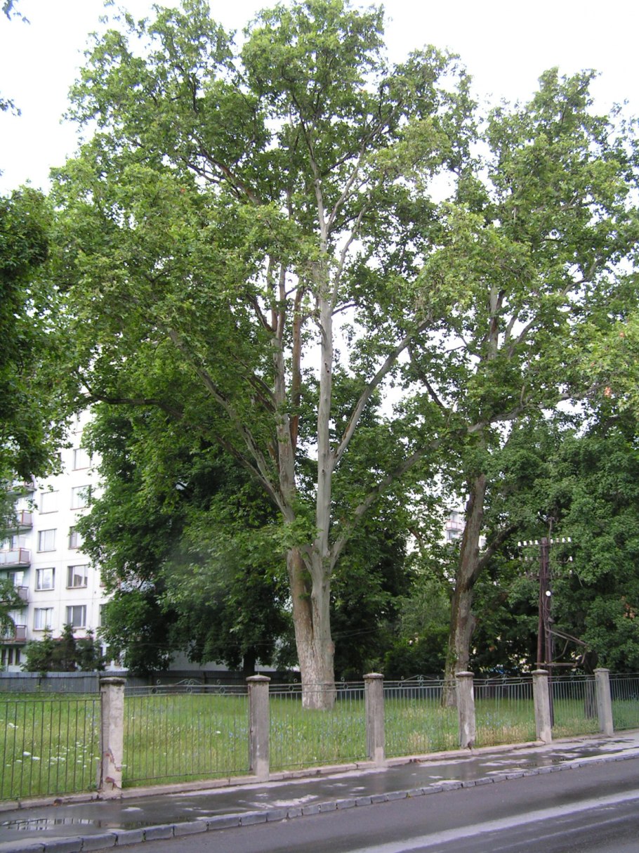 Платан Лорберг формированый