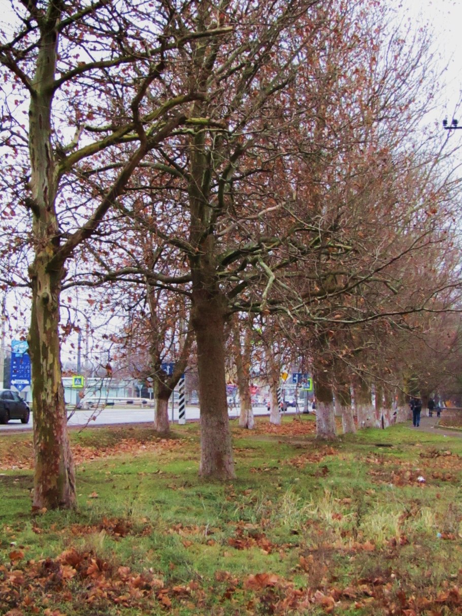 Тануки Бескудниковский бульвар