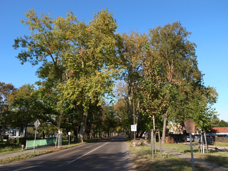 Дуб Олимпик