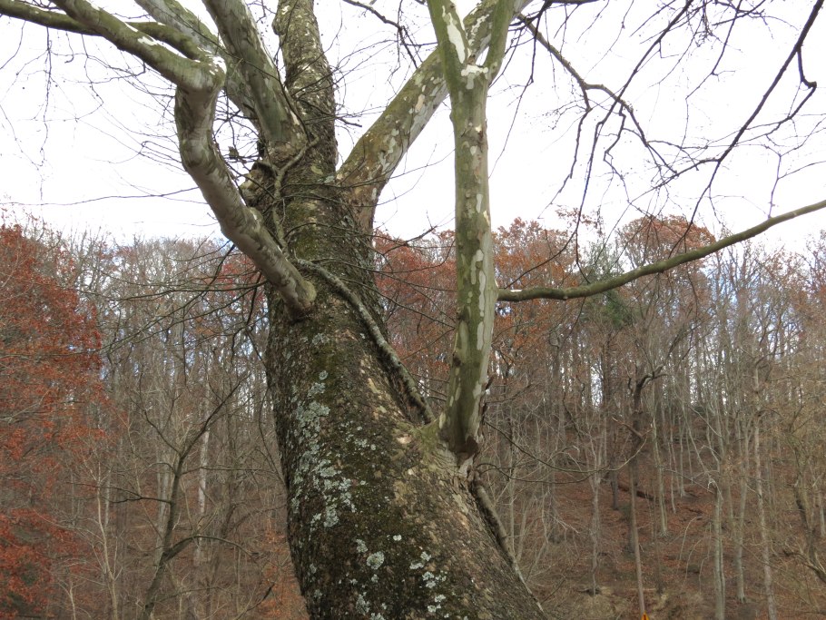 Ценник Платан