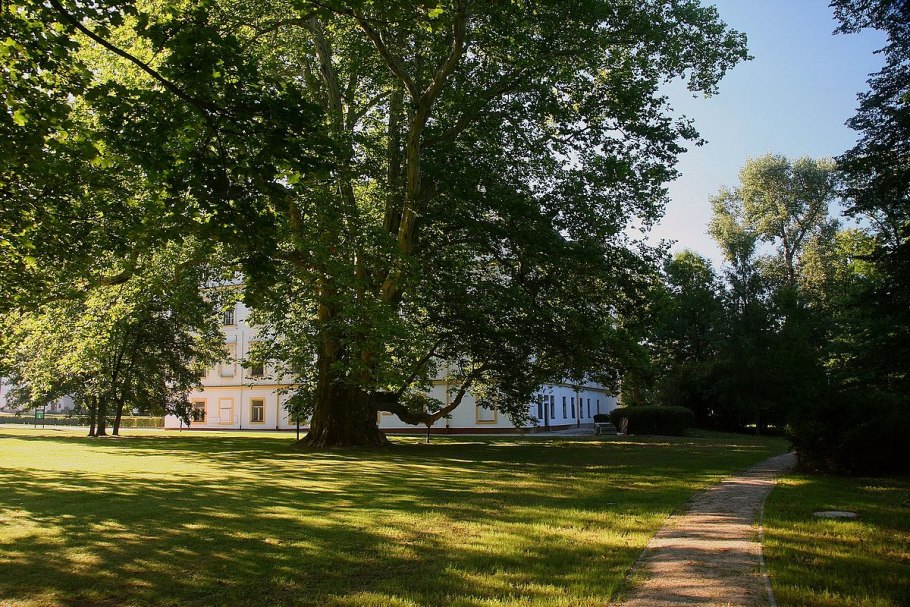 Платан Самурский лес