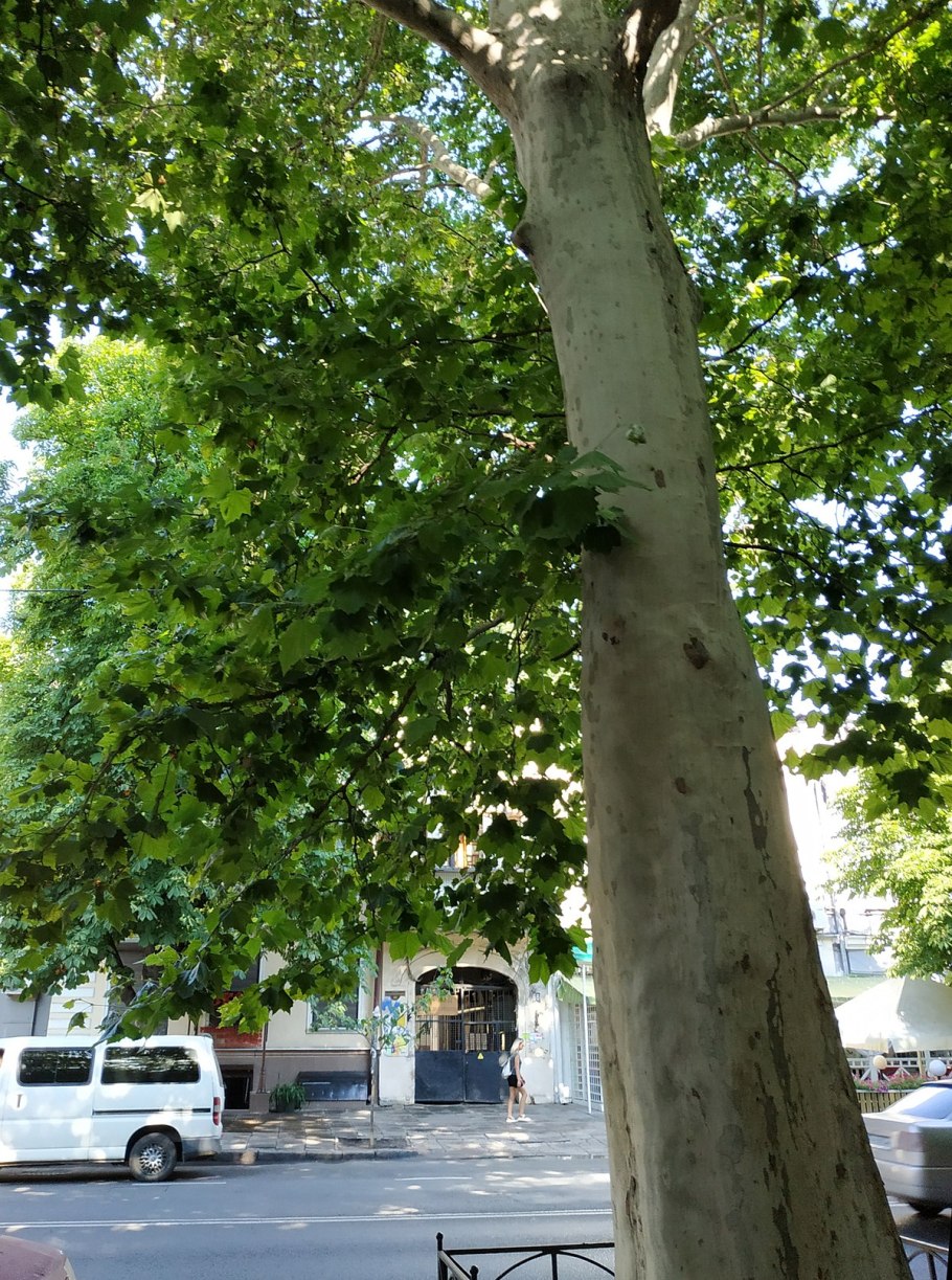 Вирга гостиница кофе