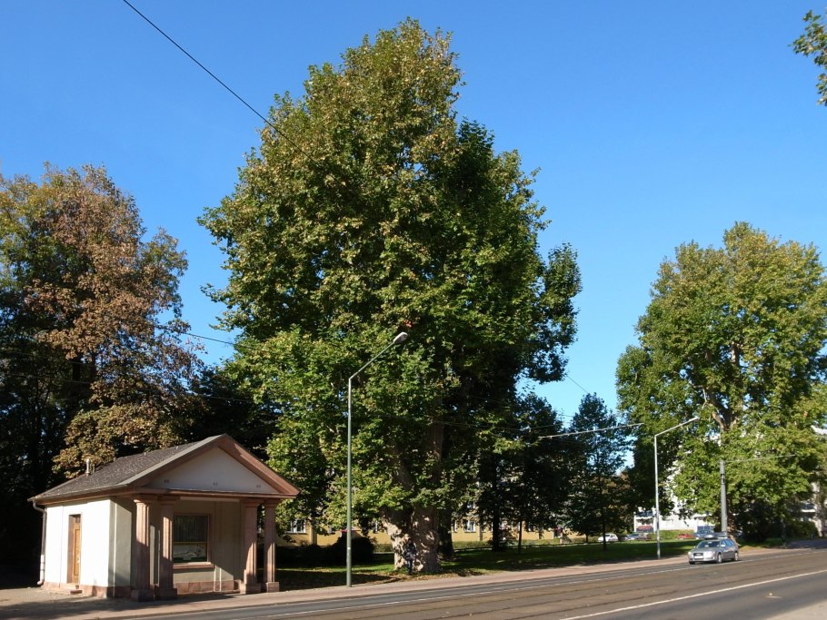 Платан сквер тротуар