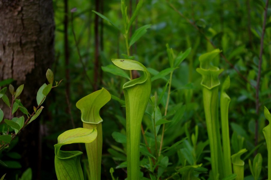 Саррацения растение хищник
