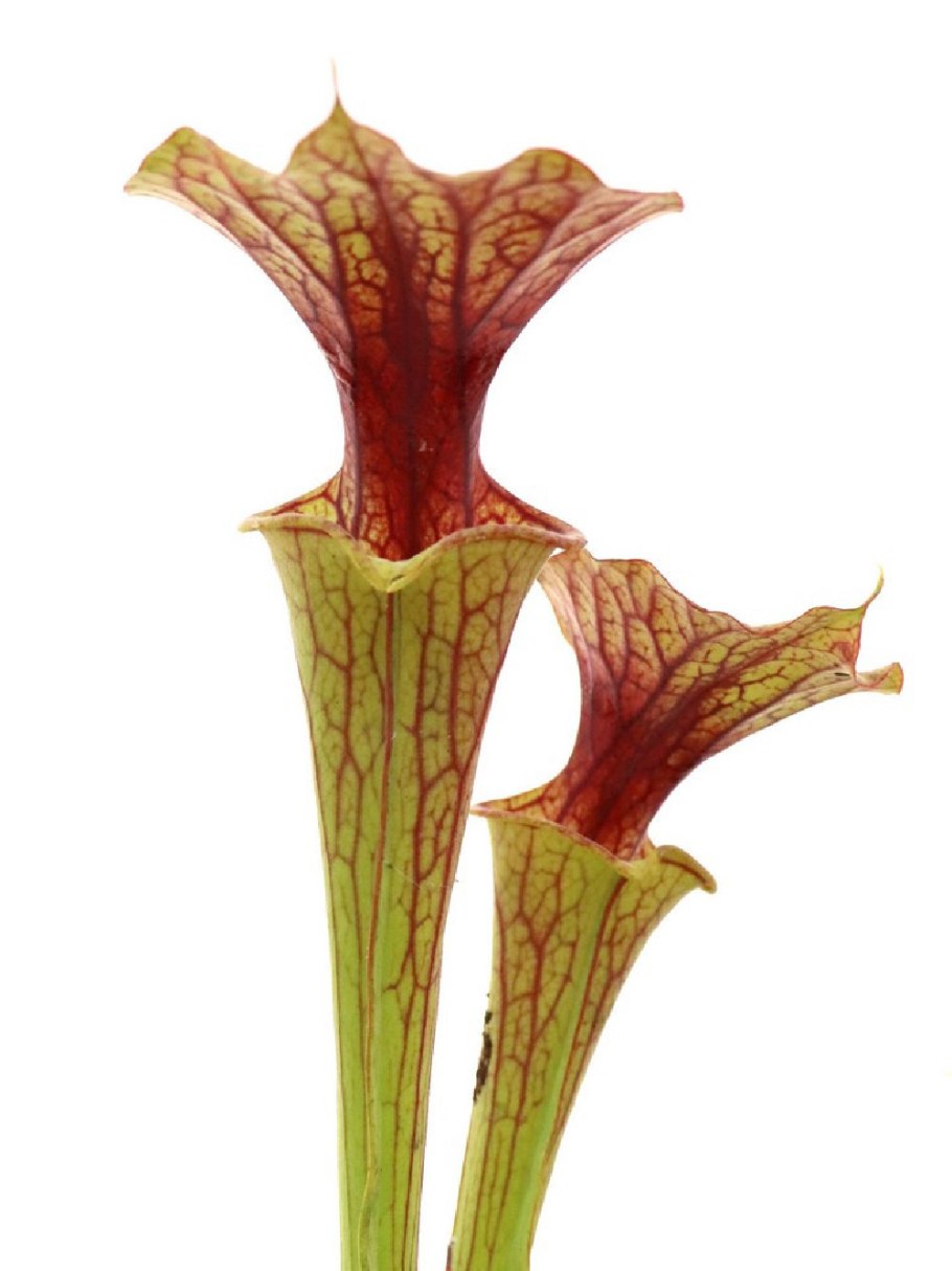 Sarracenia Flava