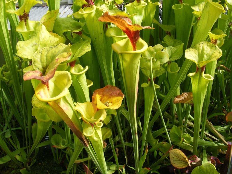 Саррацения d12 h35