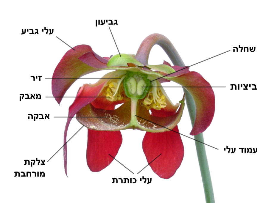 Саррацения цветок-хищник