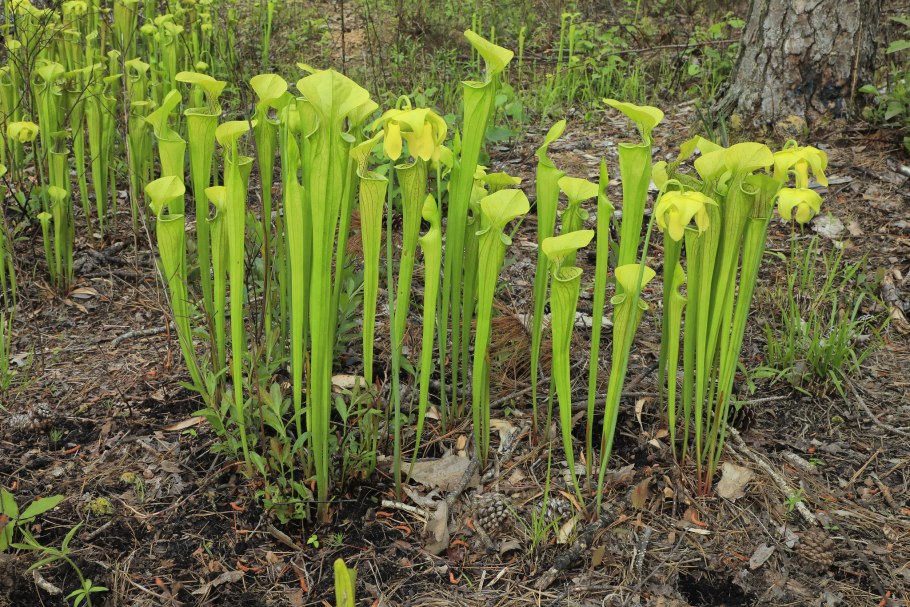 Sarracenia Flava