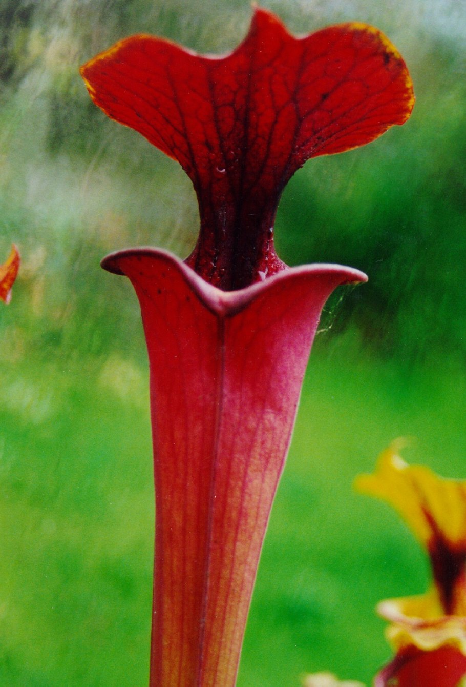 Саррацения петацинии