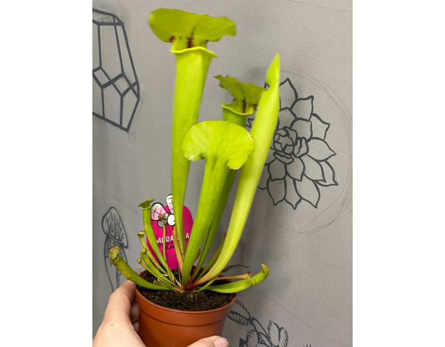 Sarracenia purpurea Монтана