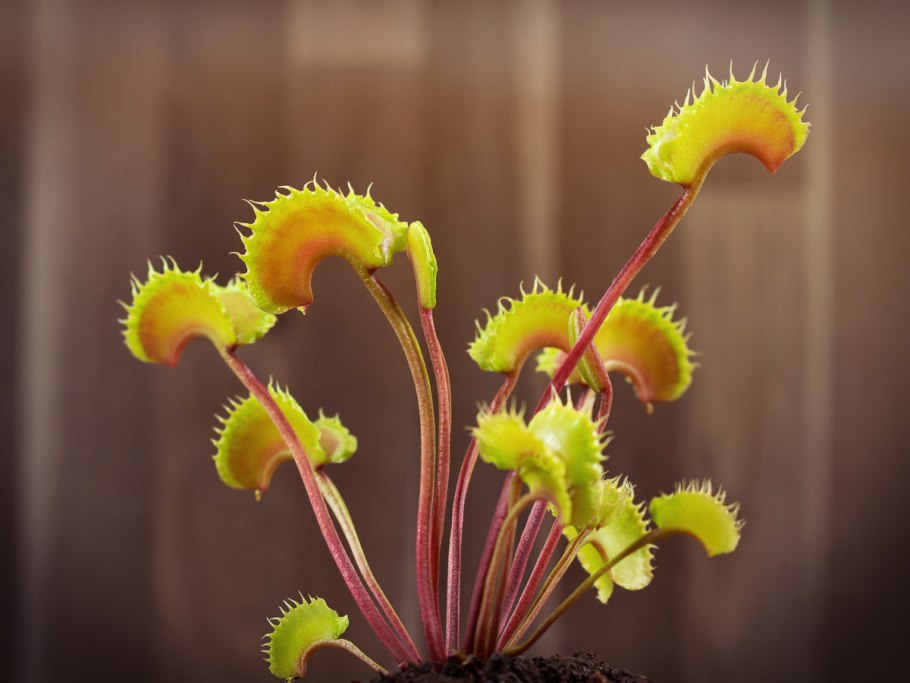 Саррацения в дикой природе
