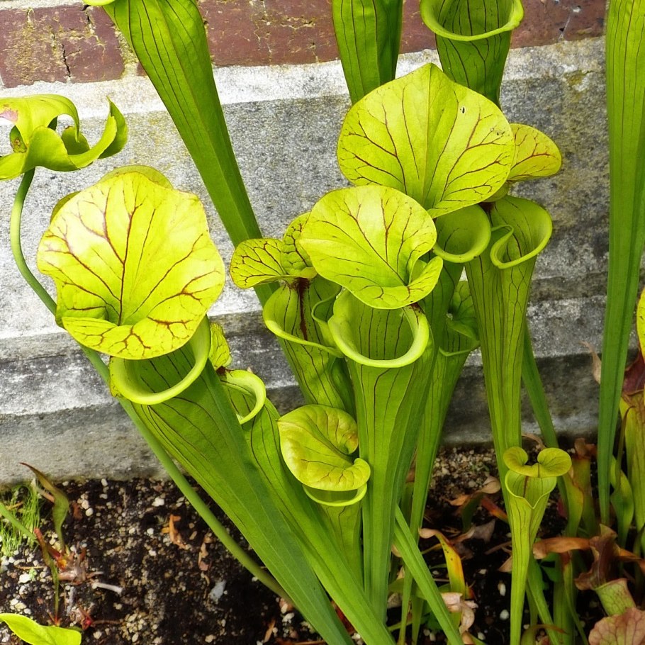 Саррацения Флава