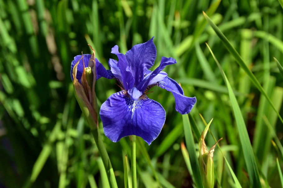 Ирис Сибирский Harpswell Haze