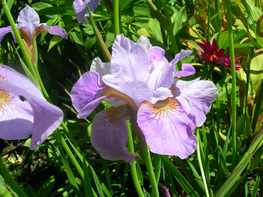 Ирис Сибирский фиолетовый