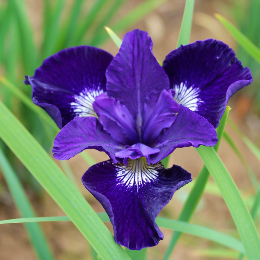 Ирис Сибирский Iris sibirica