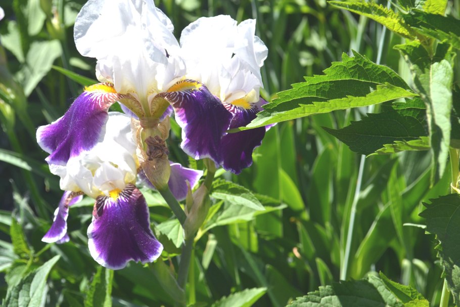 Ирис Сибирский Iris sibirica