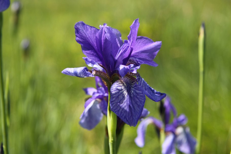 Ирис Kisses (p.Black 2016)