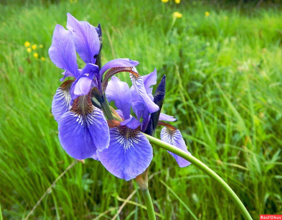 Ирис Сибирский unbuttoned Zippers