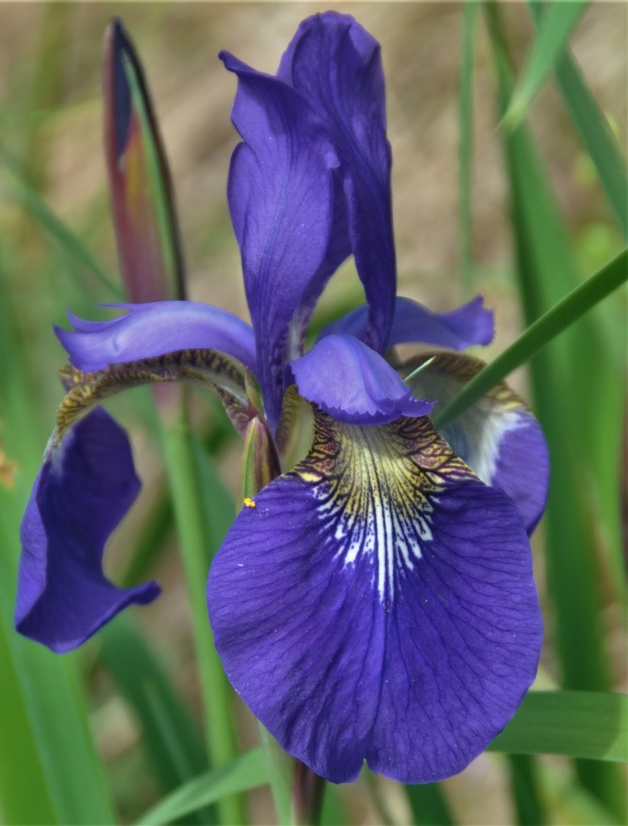 Касатик полевой Ирис