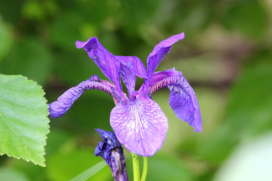Ирис полевой