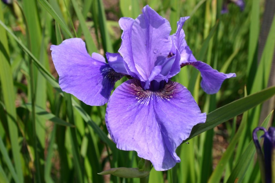 Ирис Сибирский Мишшион Бэй