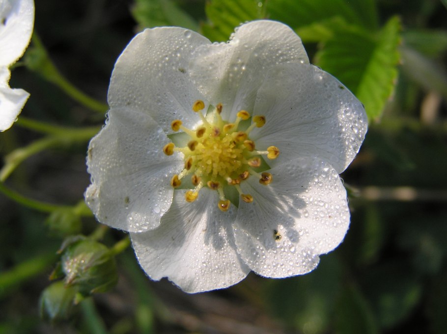 Роза иглистая – Rosa acicularis