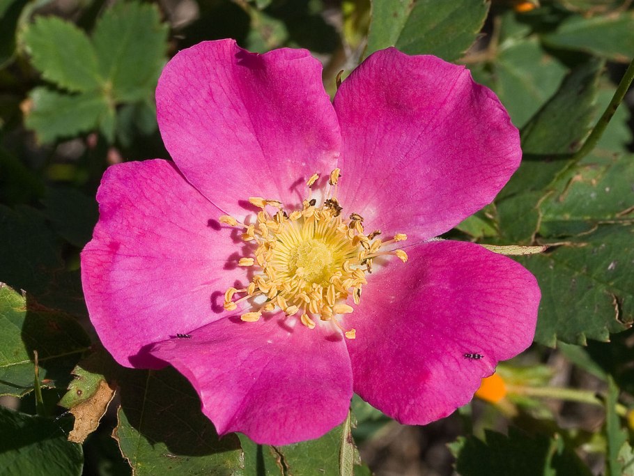 Rosaceae семейство