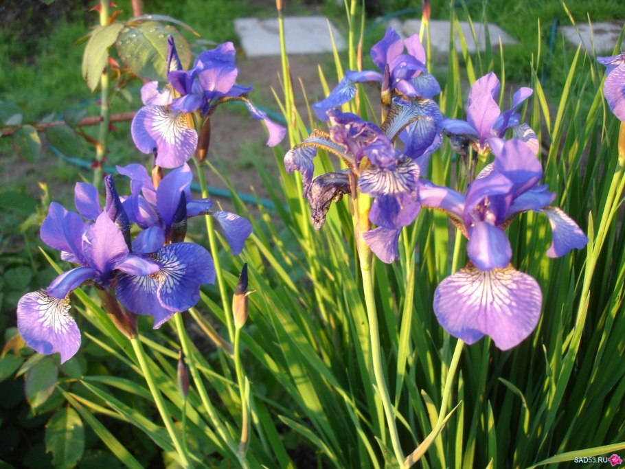 Ирис Сибирский Оттава