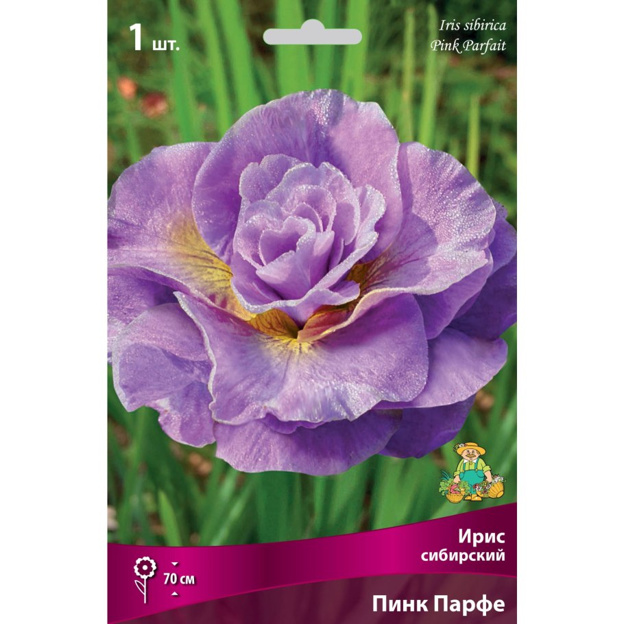 Ирис Сибирский Уайт Эмбер