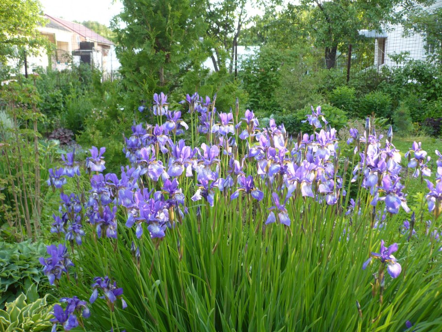 Ирис Сибирский Мишшион Бэй