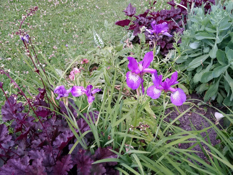 Ирис Касатик Сибирский