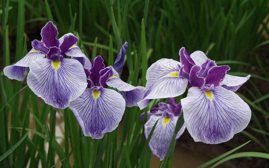 Ирис Сибирский Iris sibirica