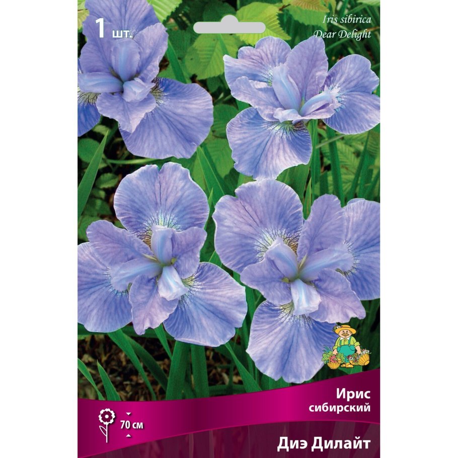 Ирис Сибирский Диар Делайт