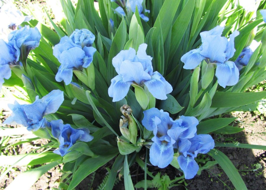 Семена ириса купить в Леруа Мерлен цена и фото отзывы