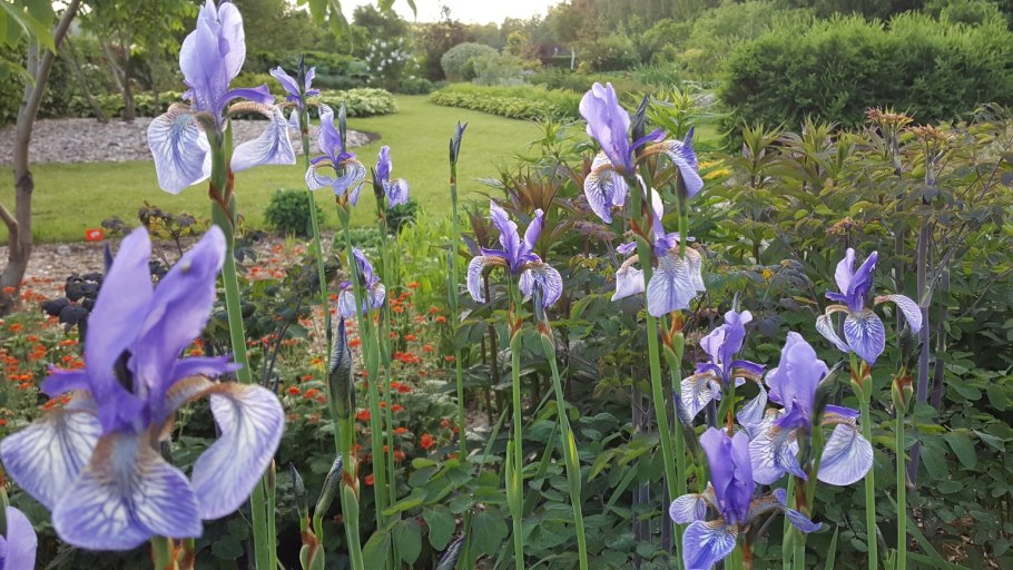 Ирис Сибирский 'Dear Delight'