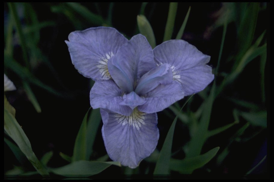 Ирис Сибирский Эвен