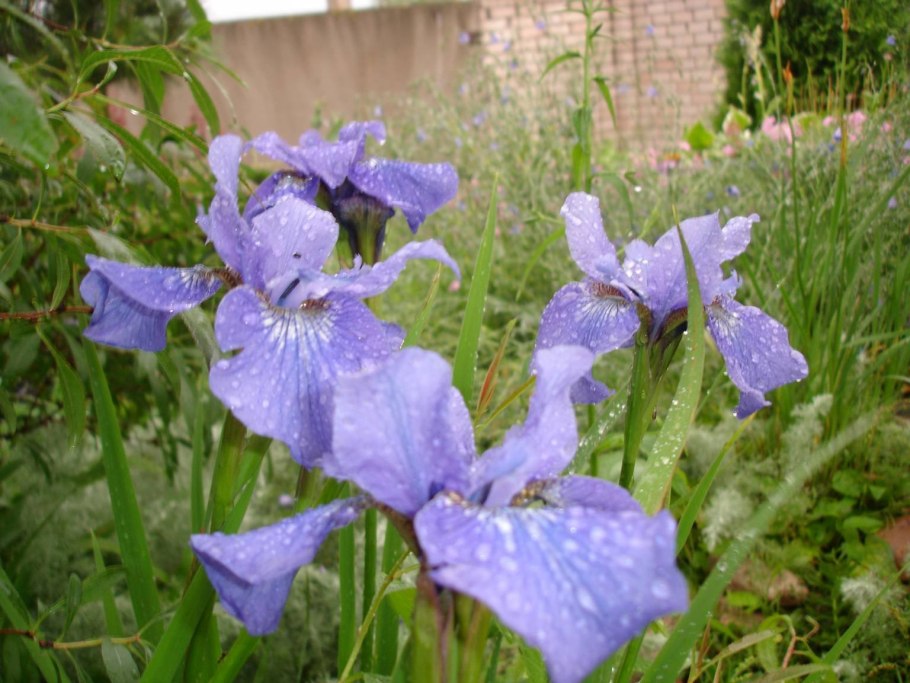 Ирис Сибирский 'Dear Delight'