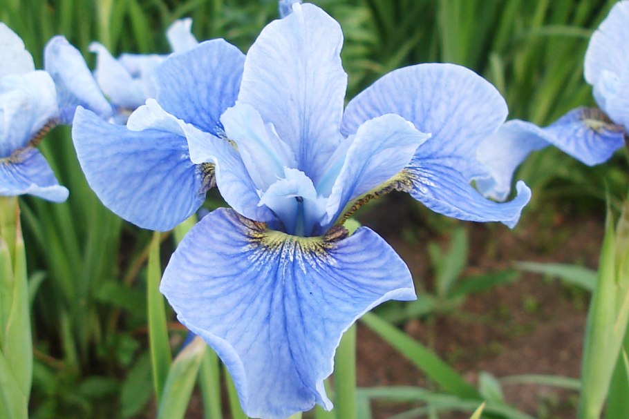 Ирис Сибирский Уайт Свирл