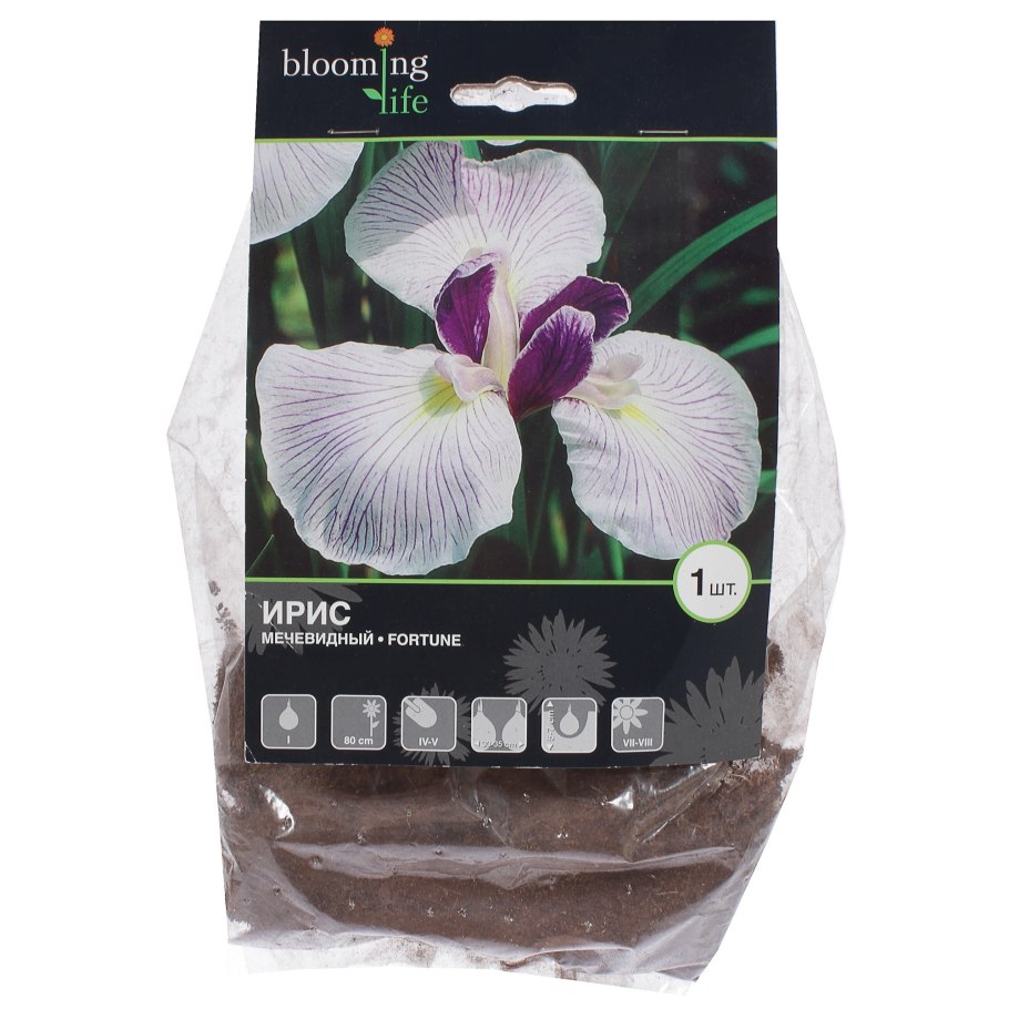 Цветок Сибирский Ирис Касатик