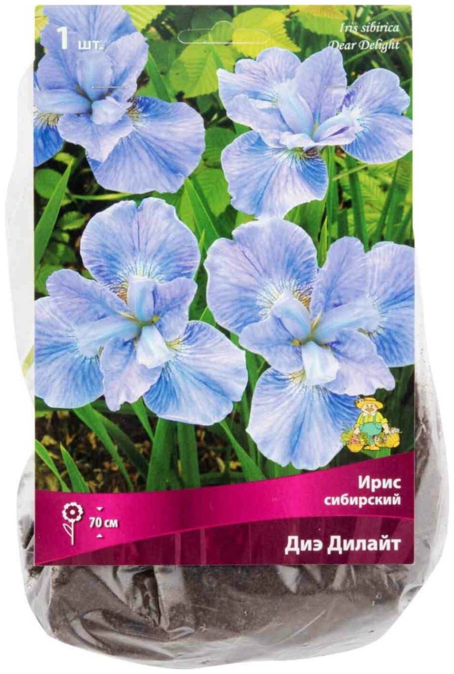 Ирис Сибирский Диар Делайт