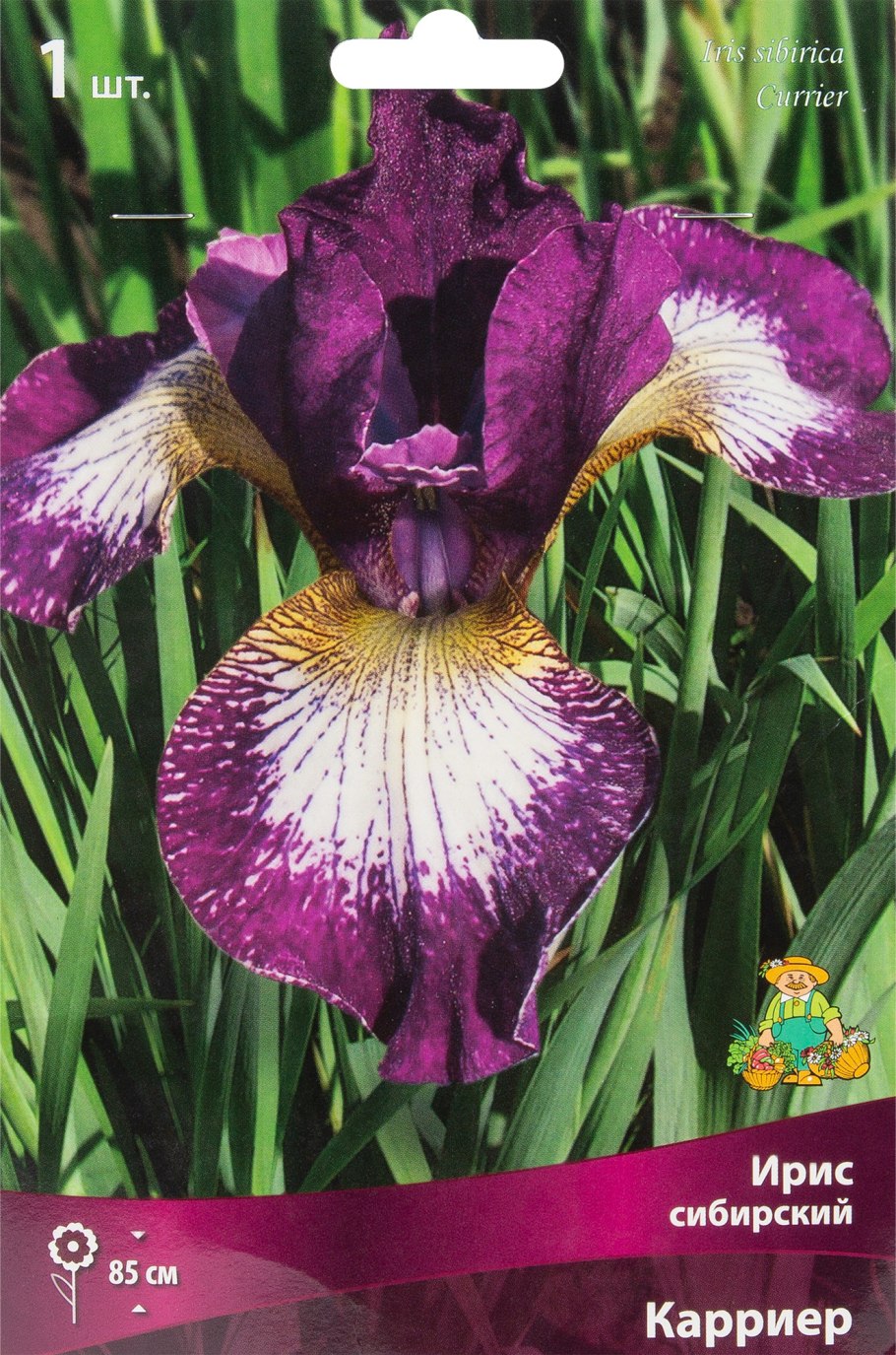 Ирис Сибирский миссион Бэй