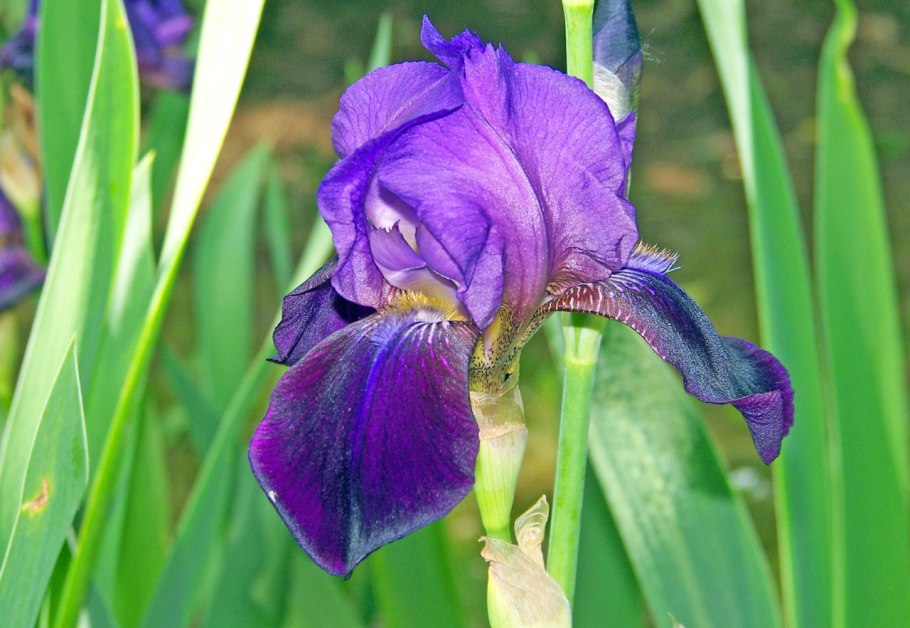 Iris setosa