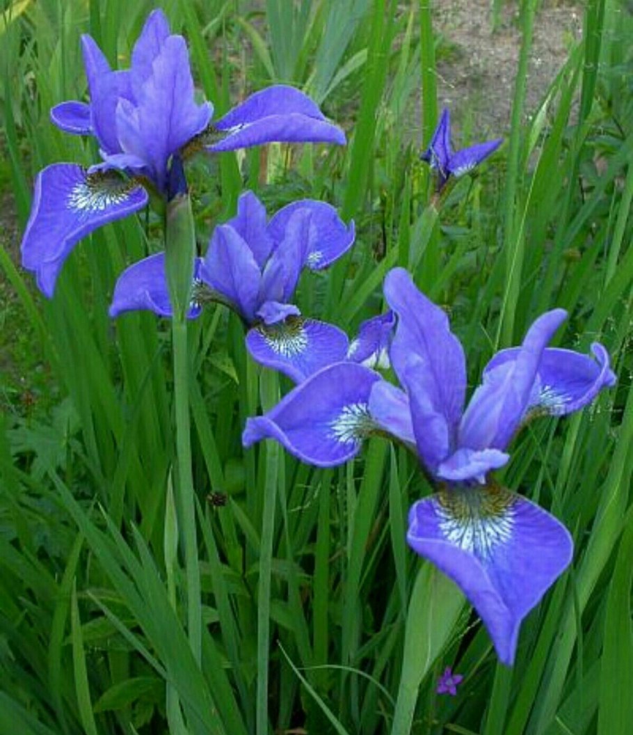 Ирис Сибирский Drink your Tea