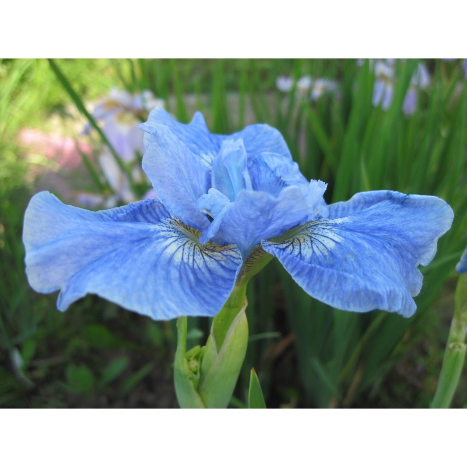 Ирис Сибирский Блю Мун