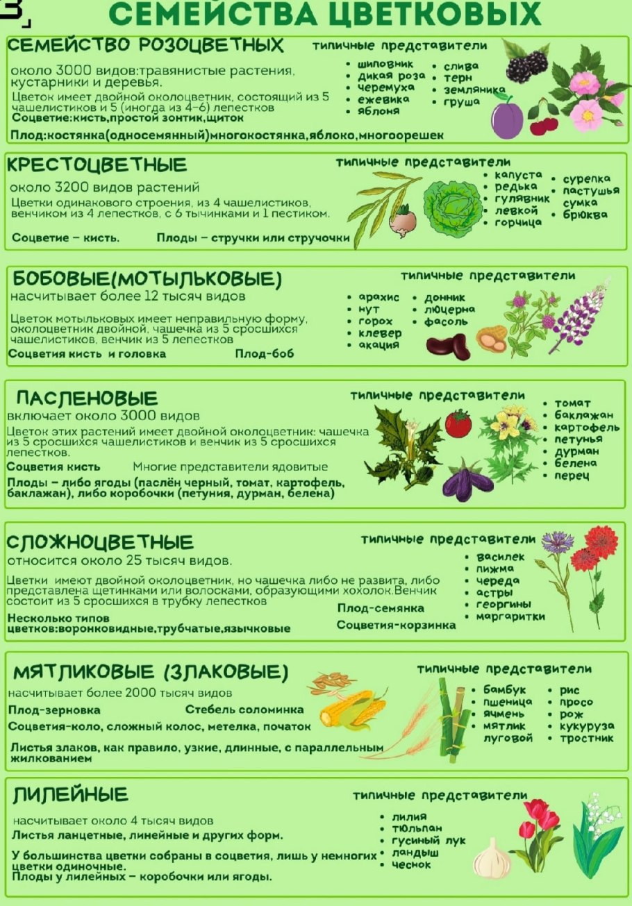 Диаграмма цветка розоцветных