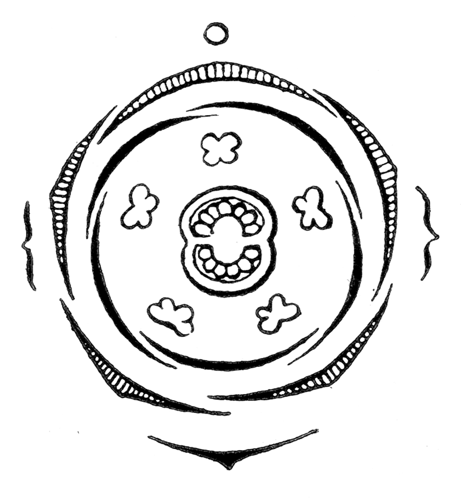 Розоцветные шиповник обыкновенный